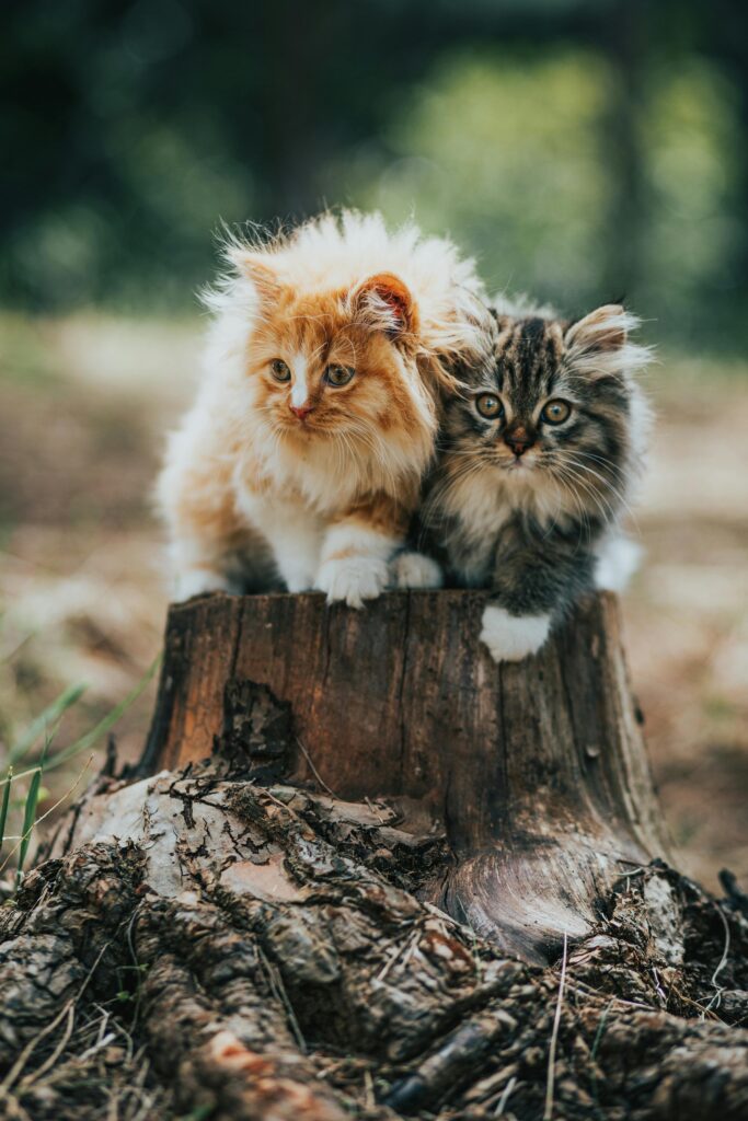 como-organizar-sua-casa-para-ter-mais-de-um-gato