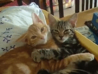como-organizar-sua-casa-para-ter-mais-de-um-gato