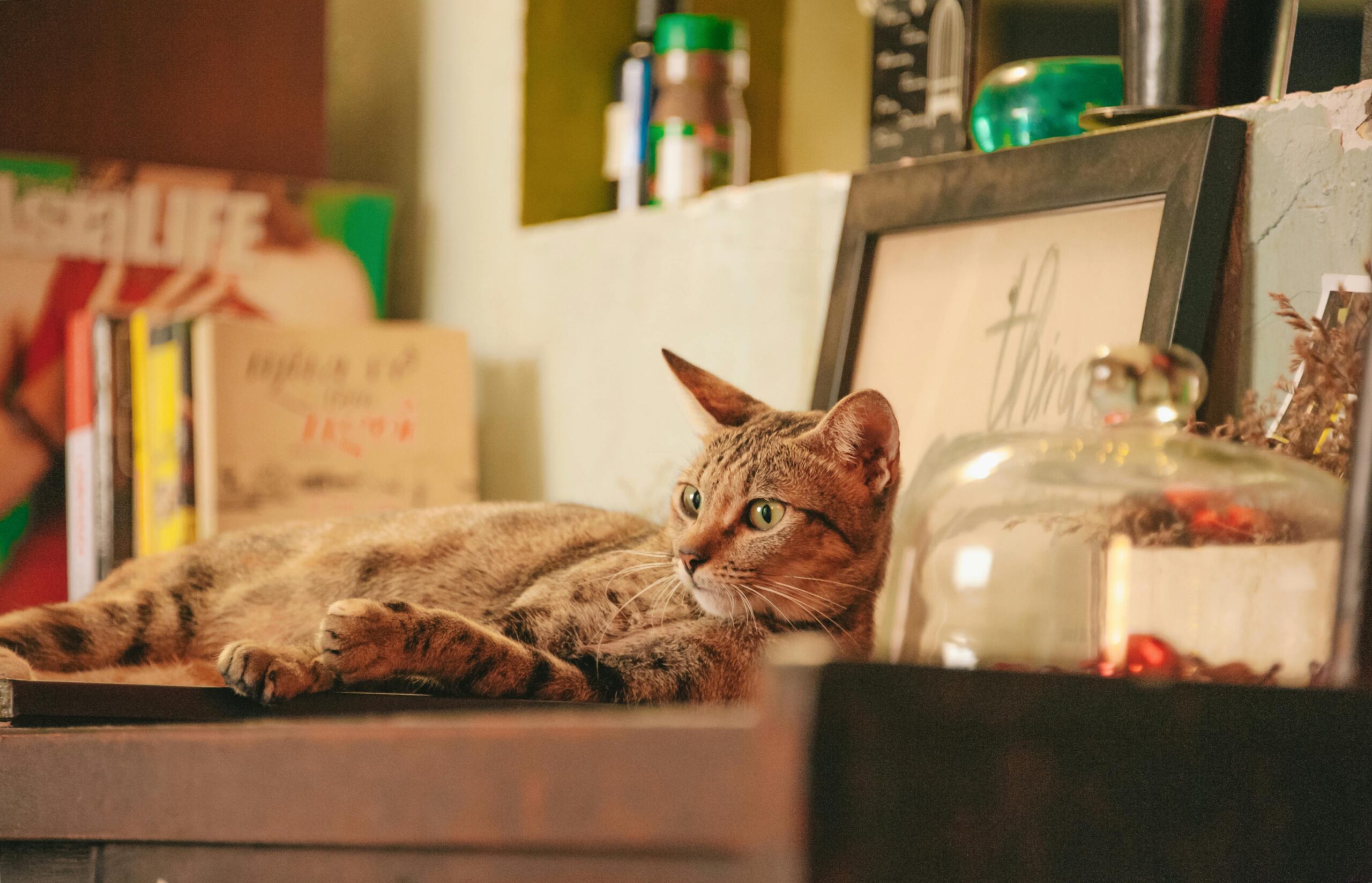 decoracao-de-casa-com-gatos
