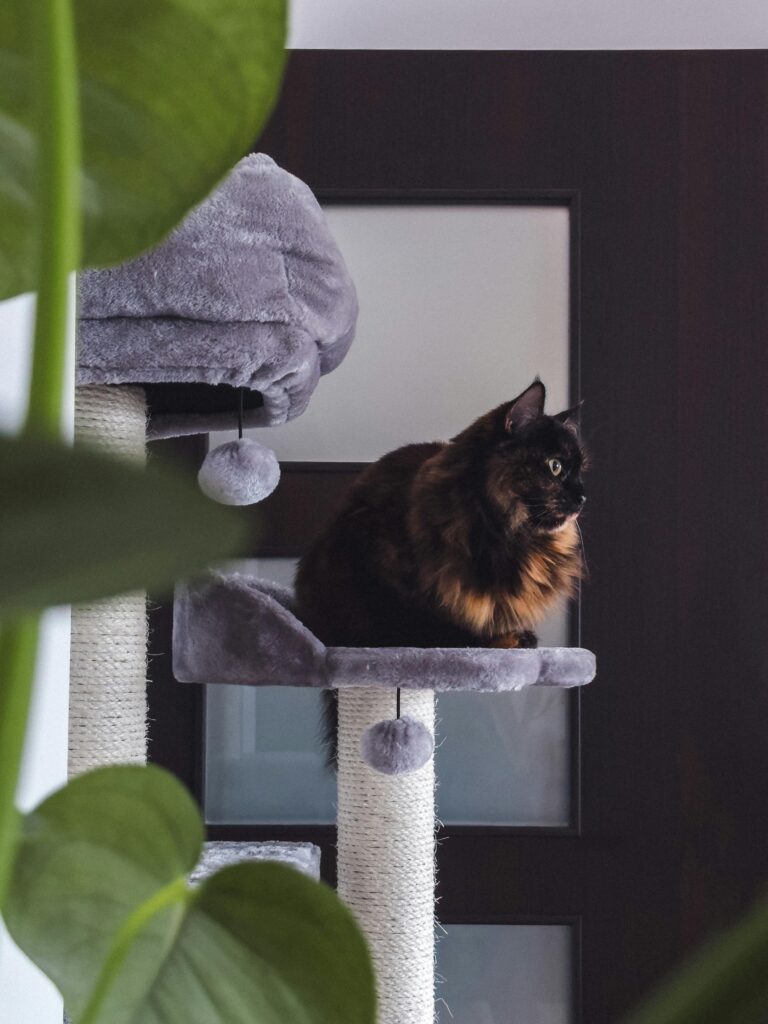 decoracao-de-casa-com-gatos