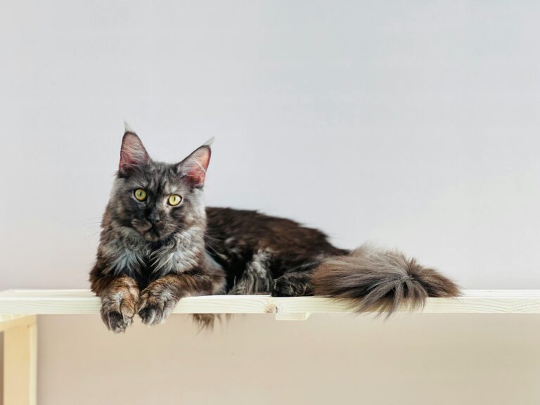 diy-para-gatos