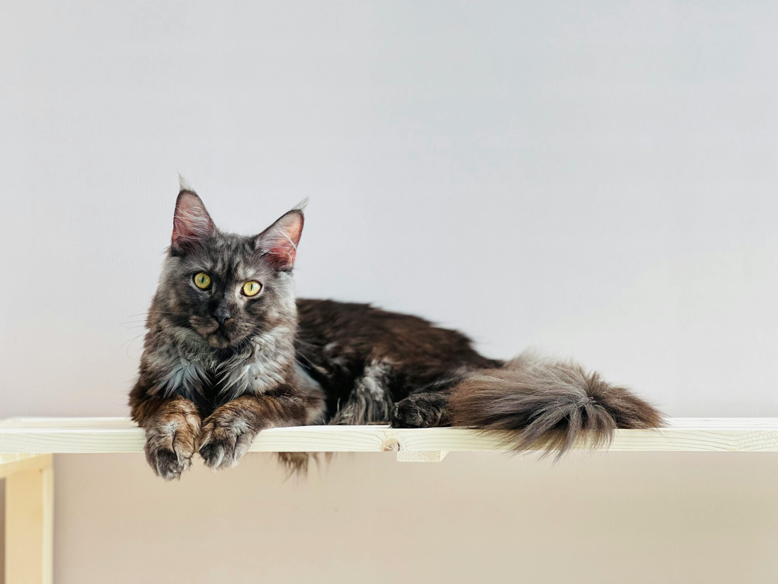 diy-para-gatos