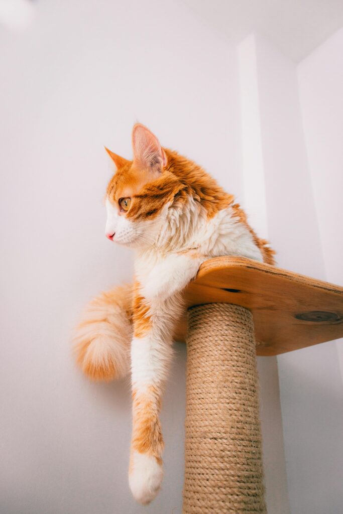 diy-para-gatos