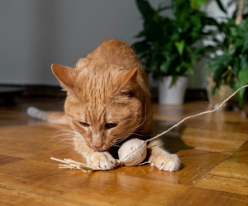 como-criar-brinquedos-para-gatos