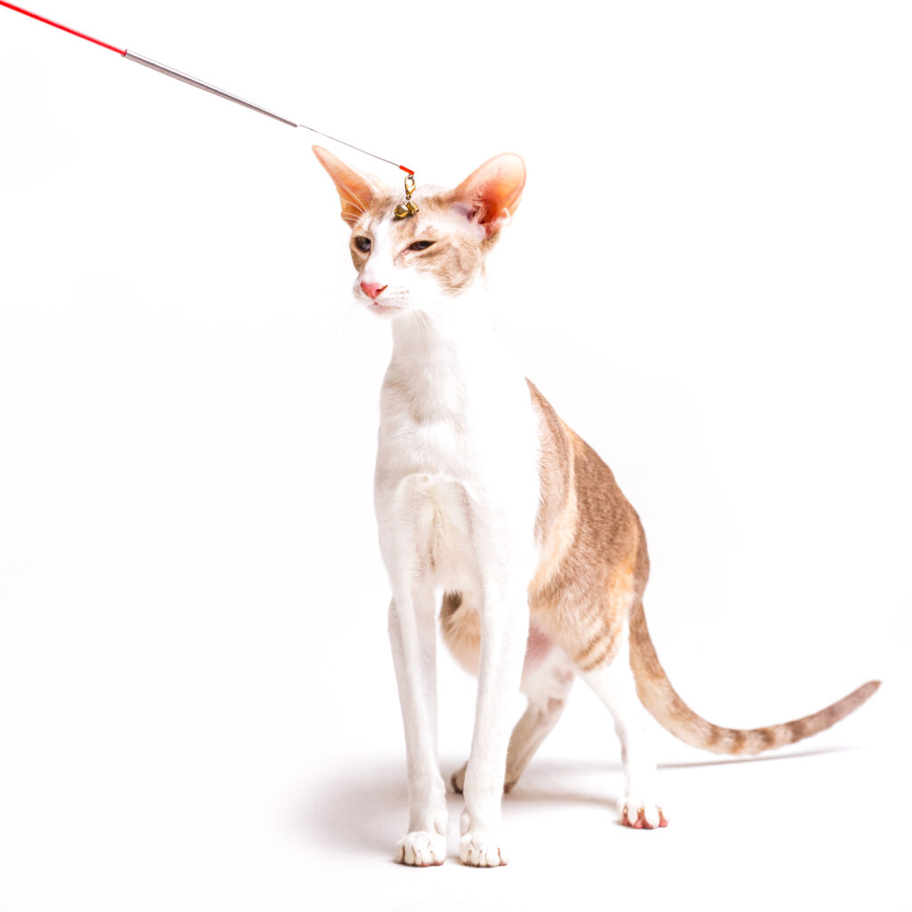 jogos-de-caça-para-gatos
