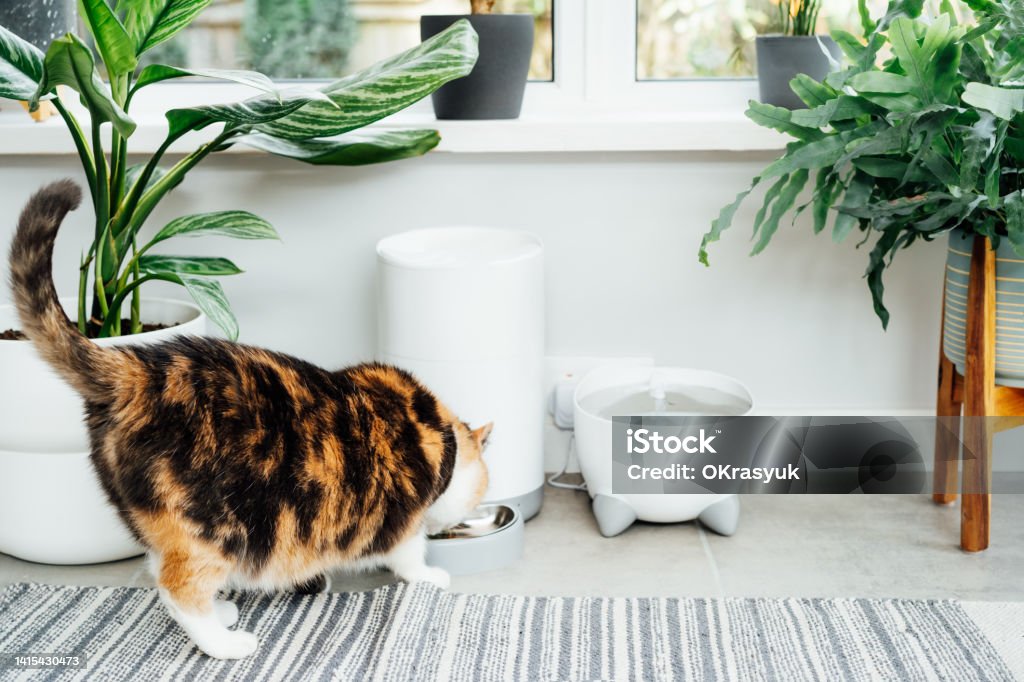 decoracao-de-casa-com-gatos