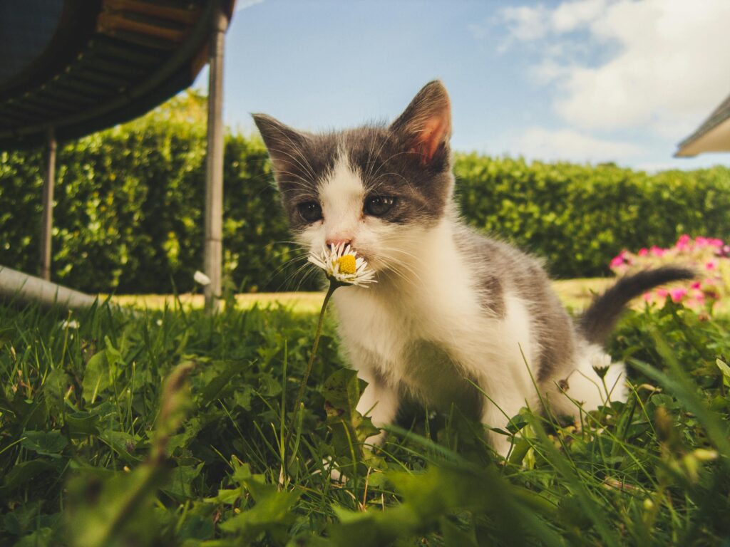 produtos-para-gatos-filhotes