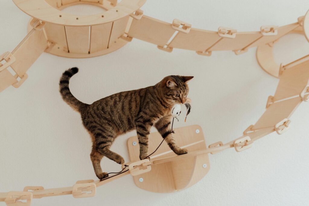 brinquedos-para-gatos-brincarem-sozinhos