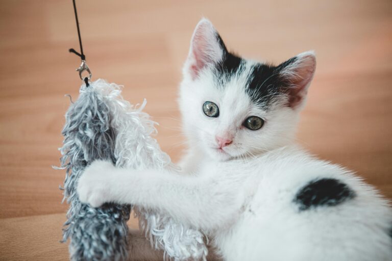 como-criar-brinquedos-para-gatos