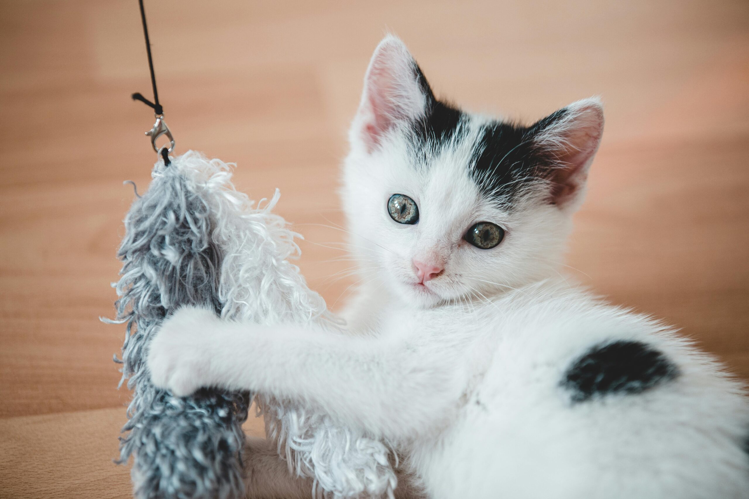 como-criar-brinquedos-para-gatos