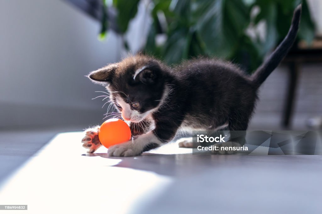 brinquedos-para-gatos-brincarem-sozinhos