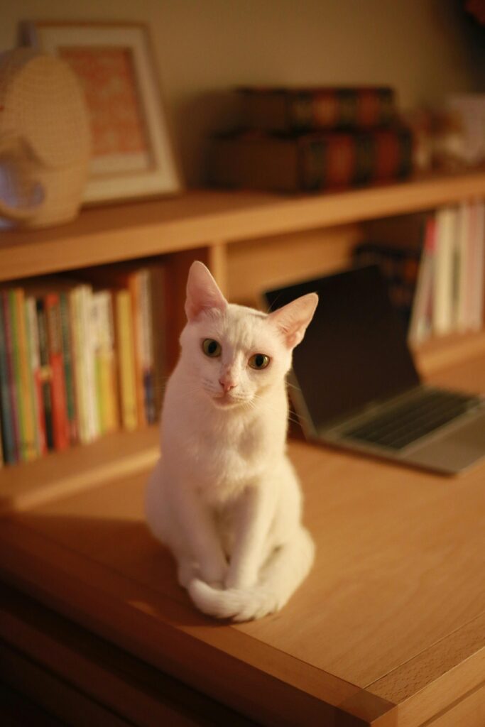 decoracao-de-casa-com-gatos