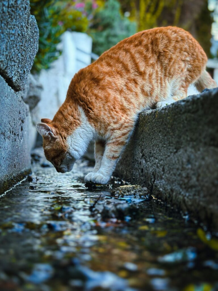 bebedouro-automatico-para-gatos