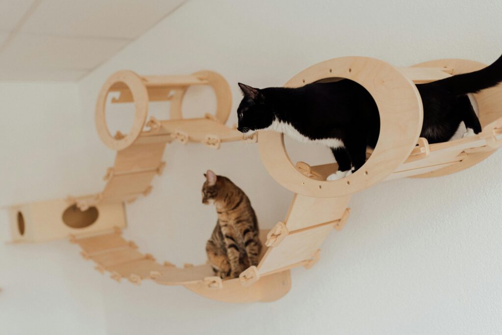 decoracao-de-casa-com-gatos