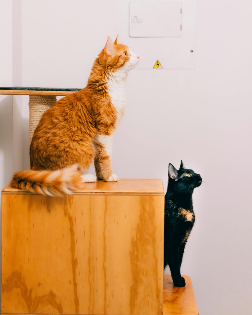 prateleiras-para-gatos