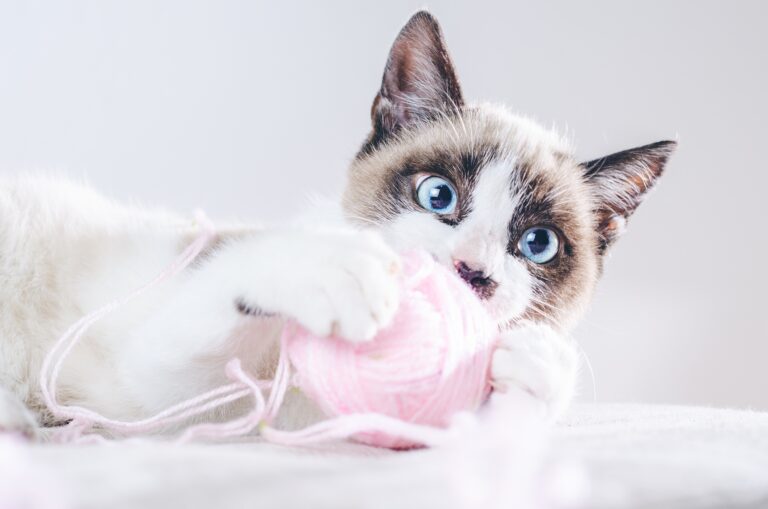jogos-de-caça-para-gatos