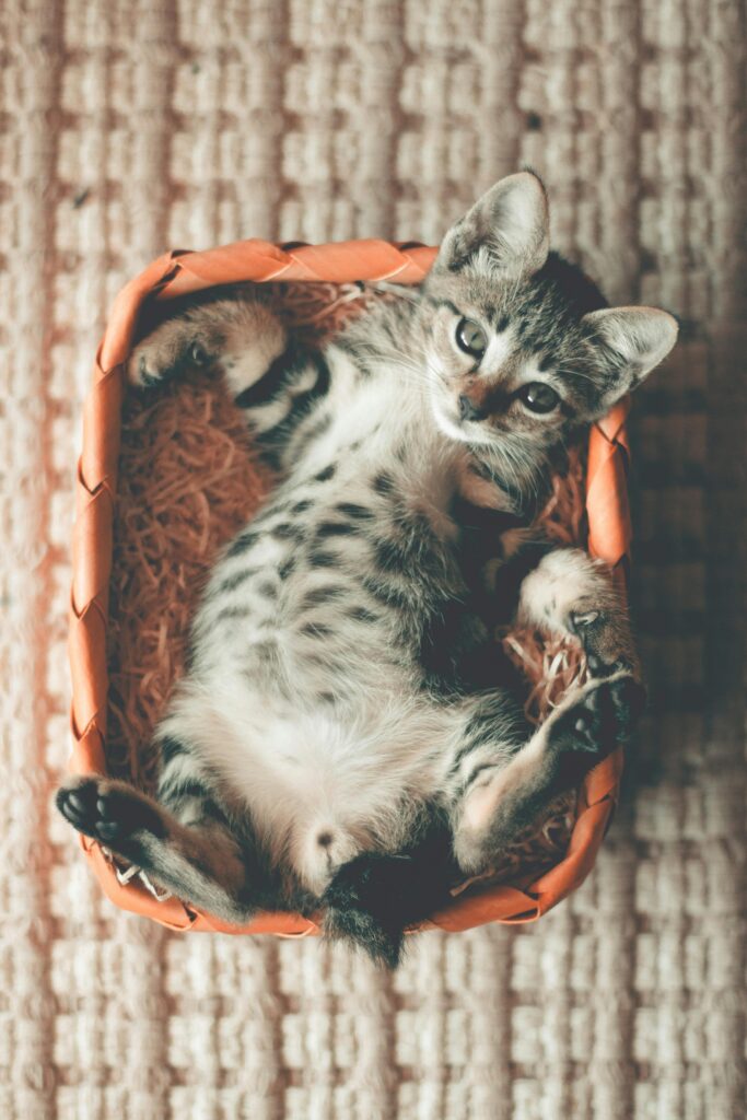 produtos-para-gatos-filhotes