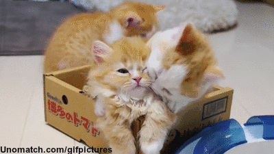 como-organizar-sua-casa-para-ter-mais-de-um-gato