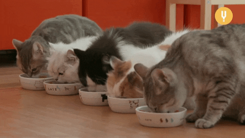 ração-ideal-para-gatos