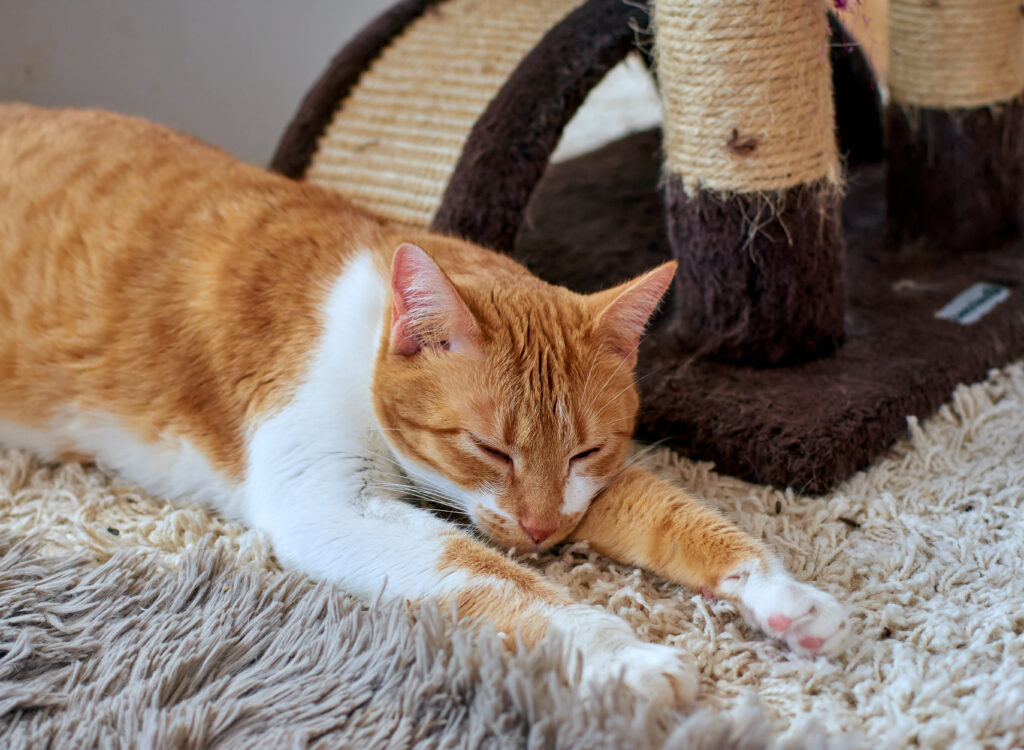 tipos-de-arranhadores-para-gatos