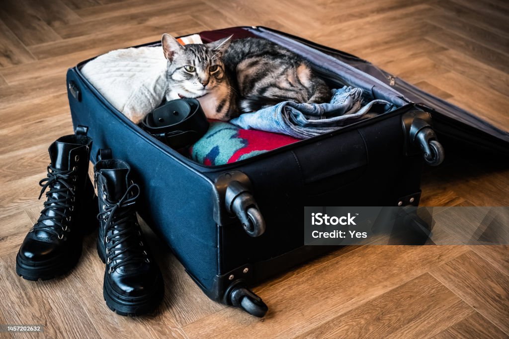 como-viajar-de-aviao-com-gato