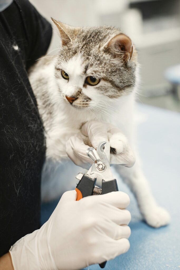 a-importancia-do-veterinario