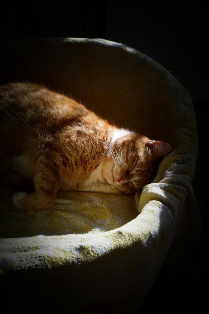 camas-para-gatos