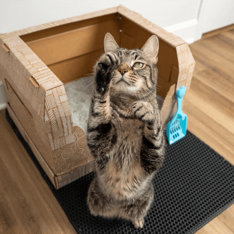 como-treinar-filhote-de-gato