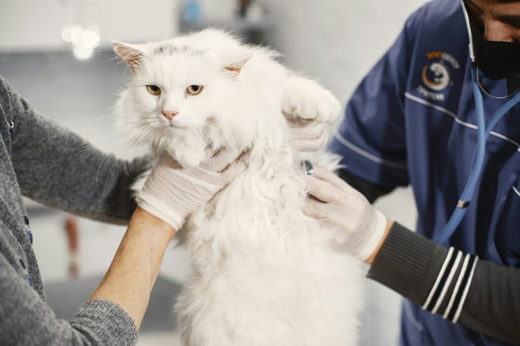 a-importancia-do-veterinario
