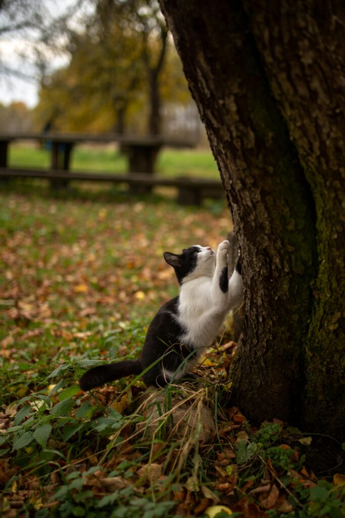 porque-os-gatos-arranham-as-coisas