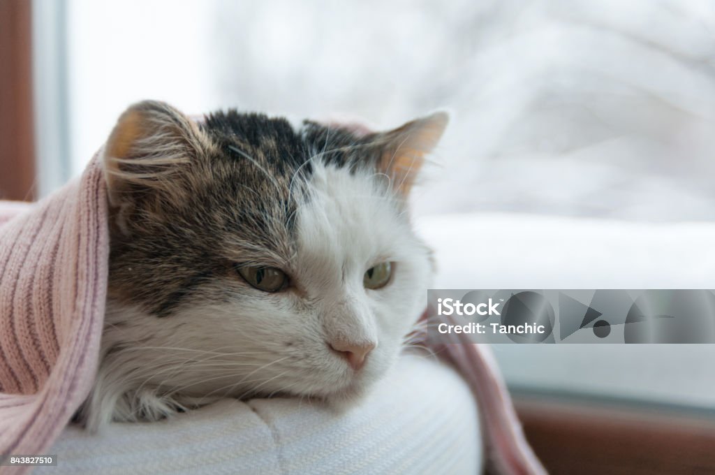 doenças-comuns-em-gatos-idosos