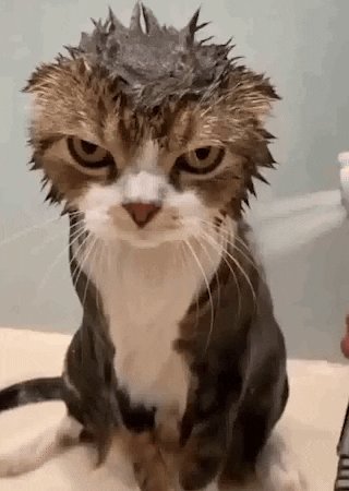 como-limpar-o-gato