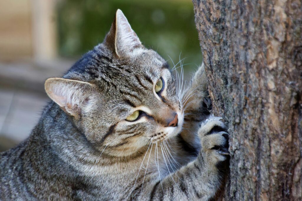 como-cortar-as-unhas-do-gato