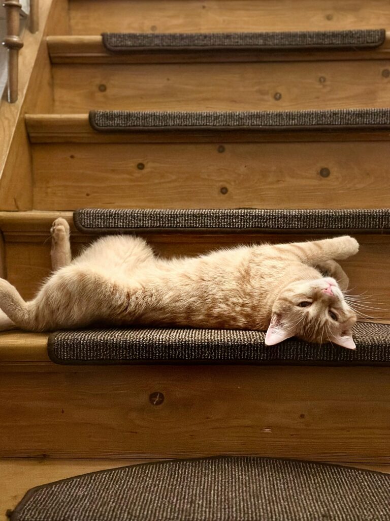 como-fazer-gato-parar-de-marcar-território