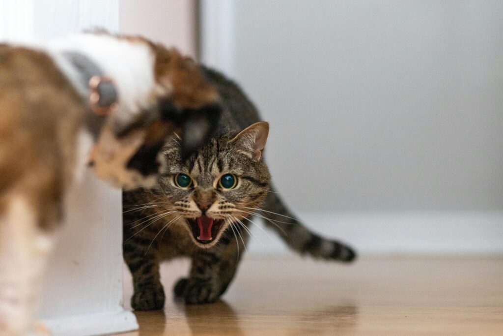 como-lidar-com-um-gato-agressivo