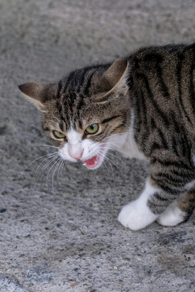 como-lidar-com-um-gato-agressivo