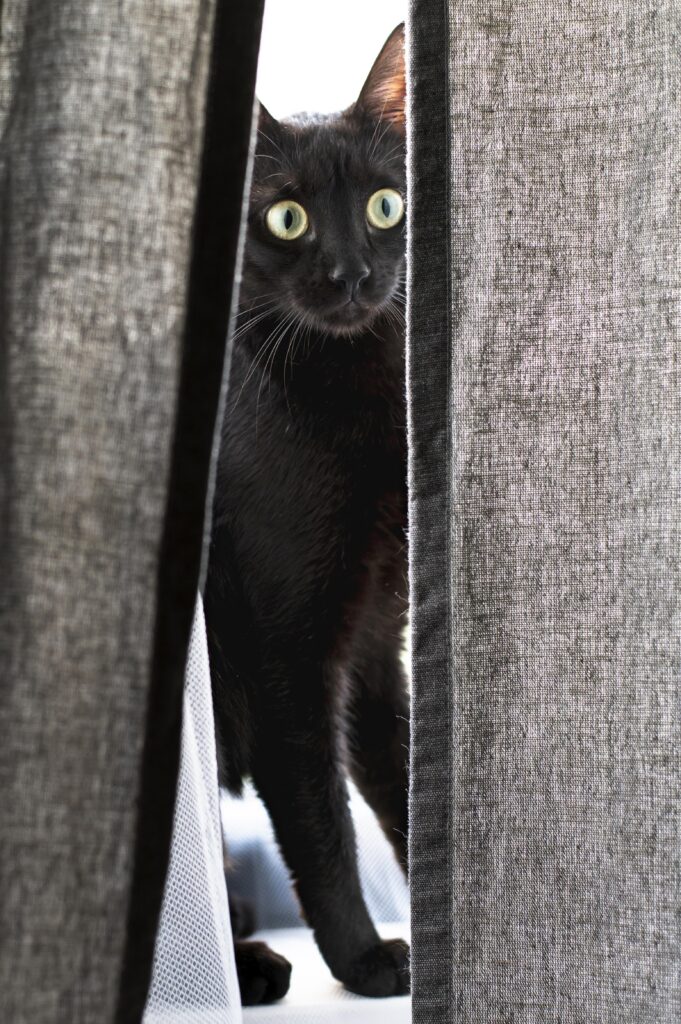 como-socializar-gatos-ariscos