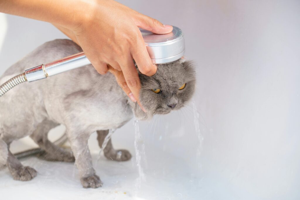 como-limpar-o-gato