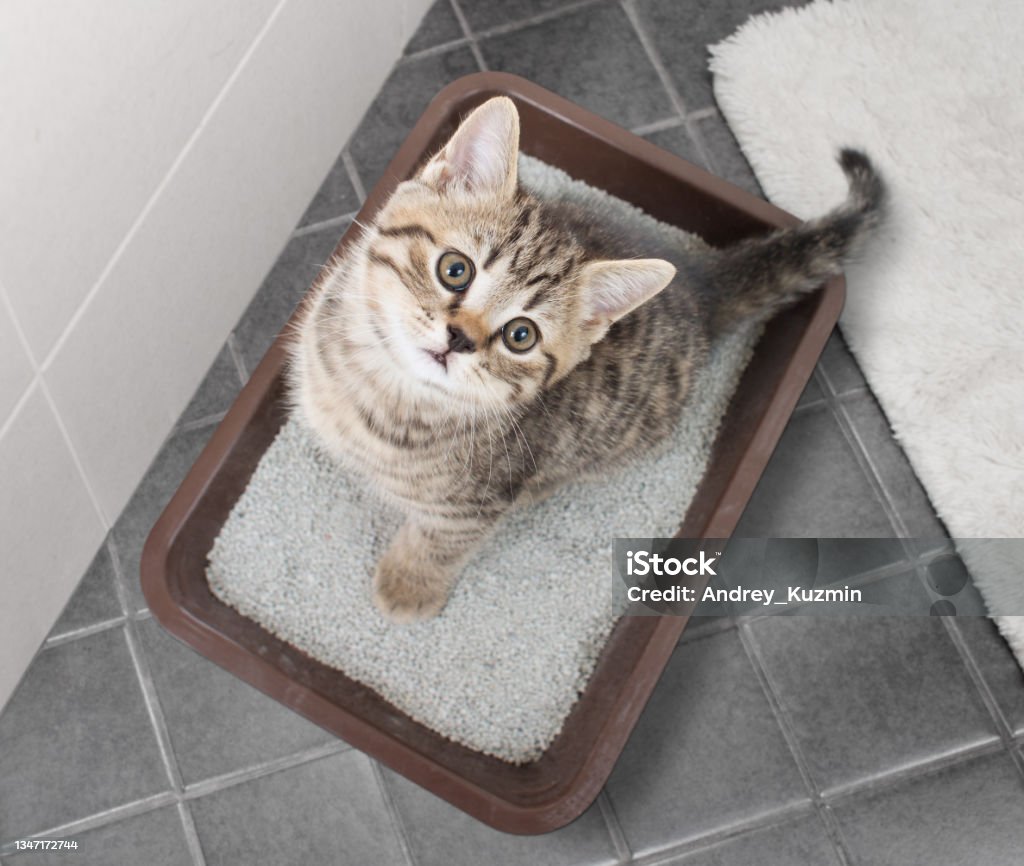 como-treinar-filhote-de-gato