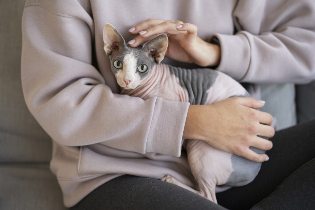 diferencas-entre-gatos-de-pelo-curto-e-pelo-longo