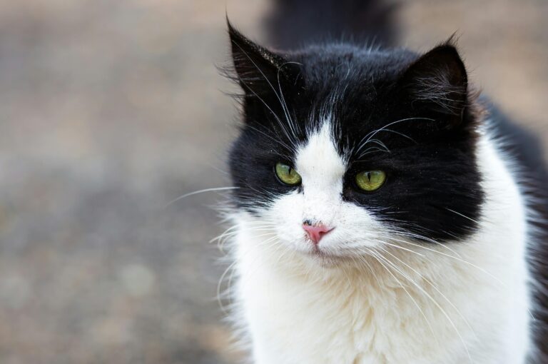 cuidados-com-olhos-e-ouvidos-dos-gatos