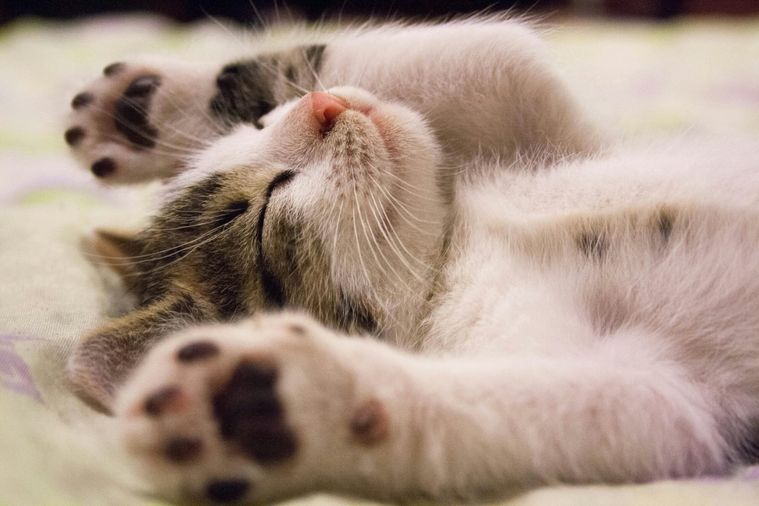 filhote-de-gato-hiperativo