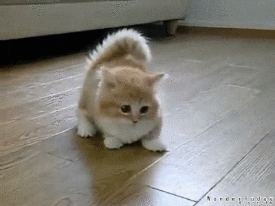 filhote-de-gato-hiperativo