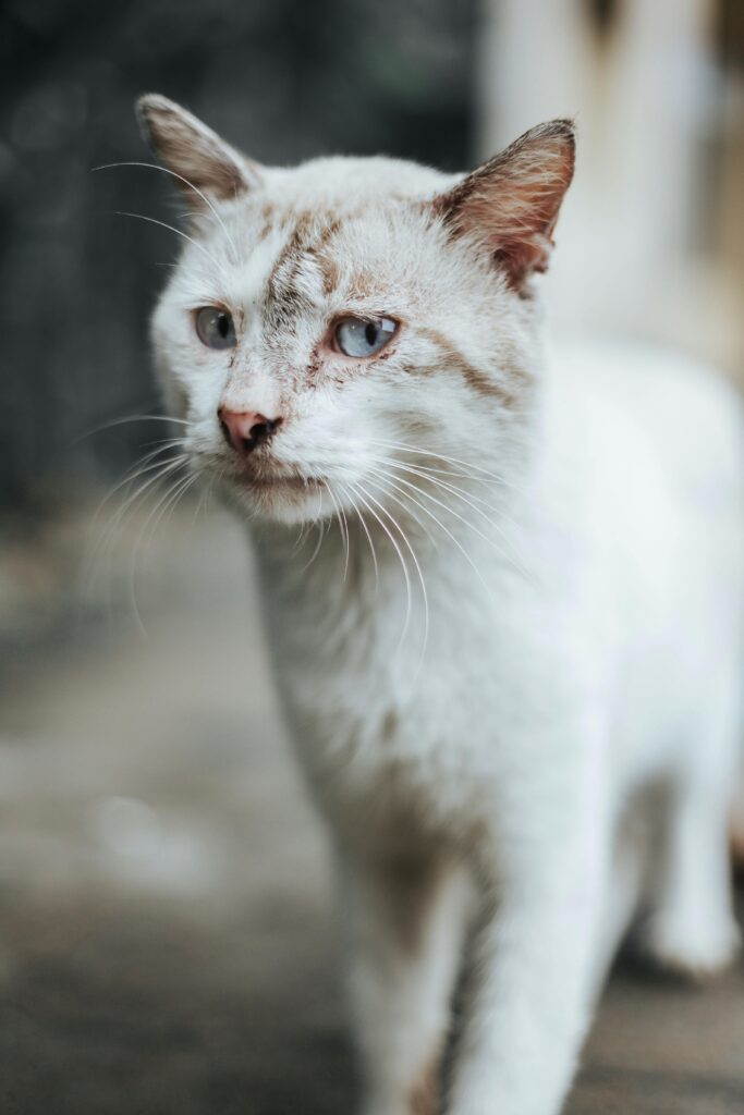como-saber-se-o-gato-esta-com-dor
