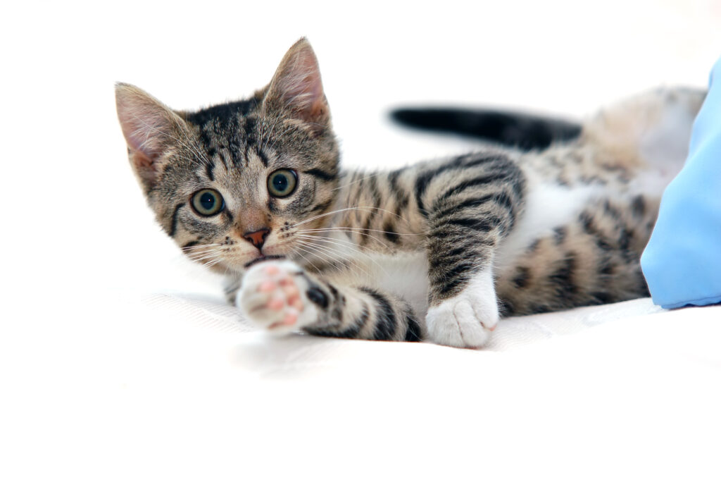 filhote-de-gato-hiperativo