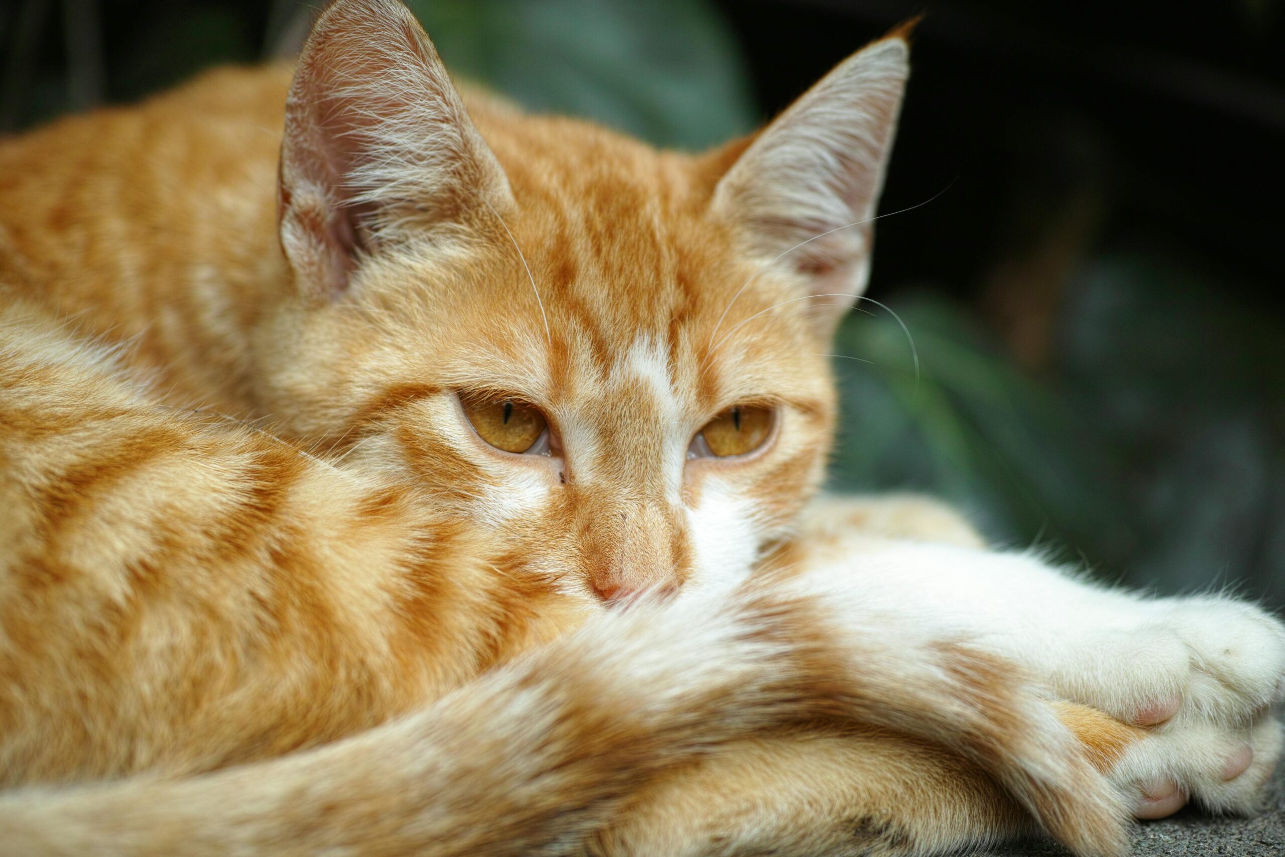doenças-comuns-em-gatos-idosos