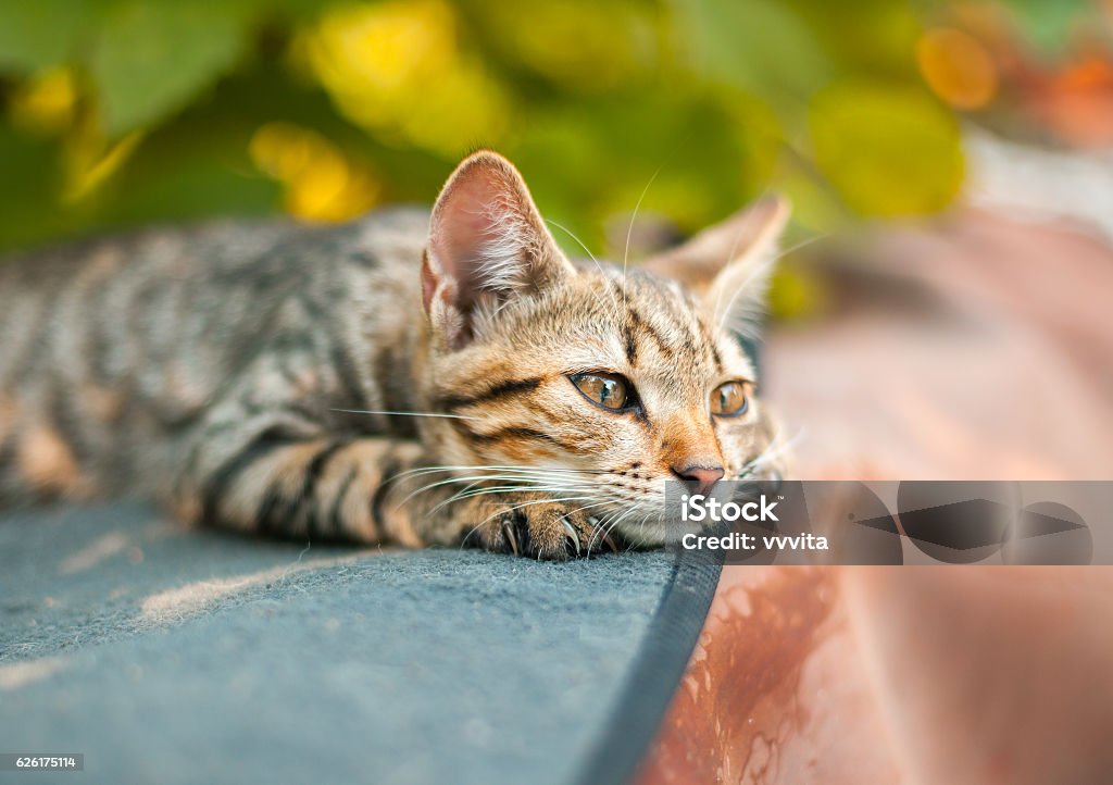como-saber-se-o-gato-esta-com-dor