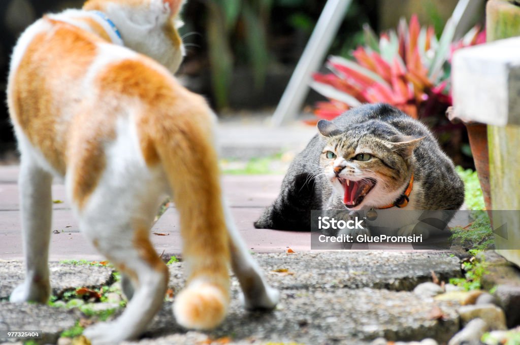 como-lidar-com-um-gato-agressivo