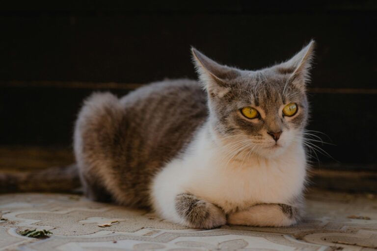 como-socializar-gatos-ariscos