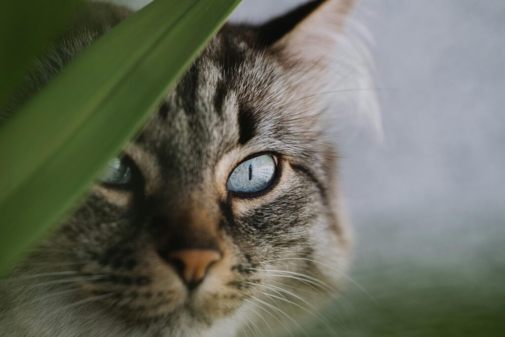 como-socializar-gatos-ariscos